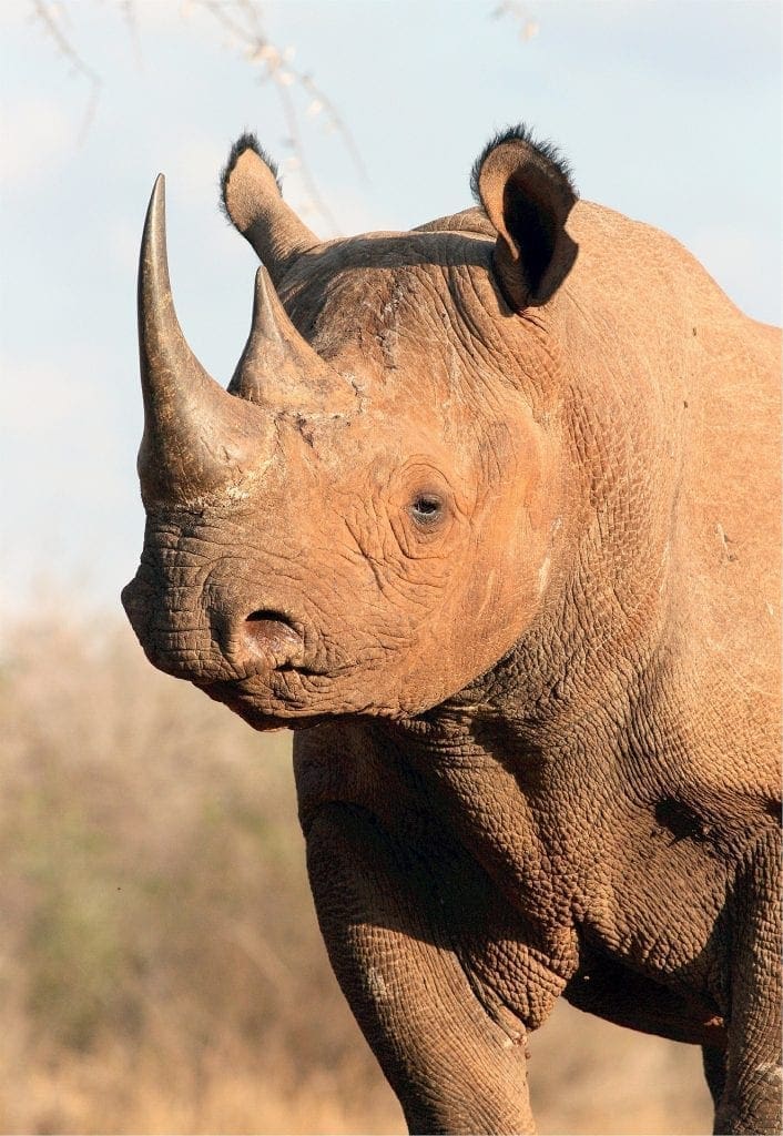 American Man Pays $400k To Kill Black Rhino